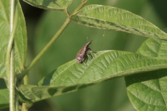 Atactogaster inducens