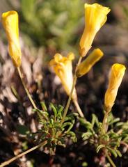 Oxalis leptogramma lutea
