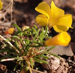Oxalis leptogramma lutea