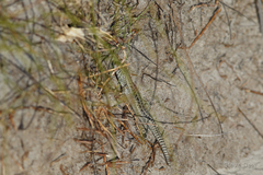 Liopholis multiscutata