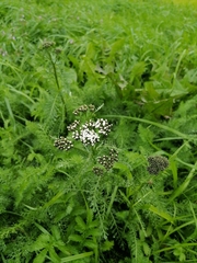 Achillea millefolium