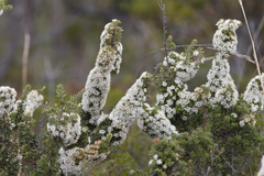 Hakea ruscifolia