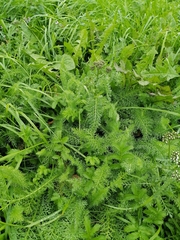 Achillea millefolium