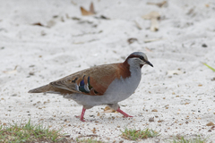 Phaps elegans occidentalis