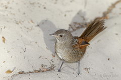 Western Bristlebird photo 3
