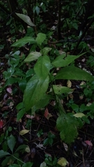Campanula latifolia
