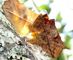 Charaxes varanes varanes