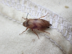 Araeopidius monachus