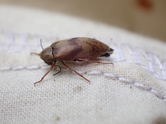 Araeopidius monachus