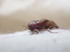 Araeopidius monachus