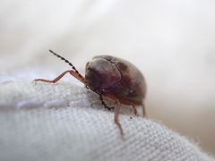 Araeopidius monachus