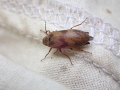 Araeopidius monachus