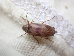 Araeopidius monachus