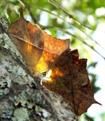 Charaxes varanes varanes