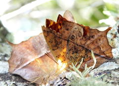 Charaxes varanes varanes
