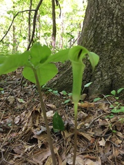 Arisaema quinatum