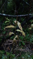 Campanula latifolia