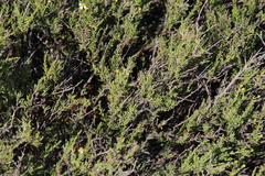 Phymaspermum parvifolium