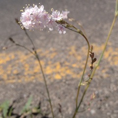 Boerhavia xantii