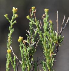 Phymaspermum parvifolium