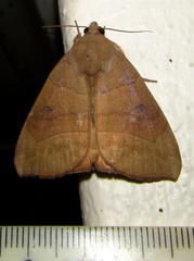 Achaea trapezoides