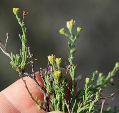 Phymaspermum parvifolium