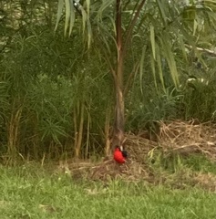 Laniarius erythrogaster