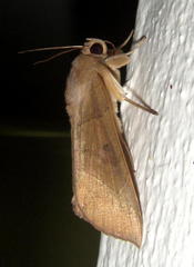 Achaea trapezoides