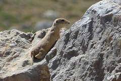 Spermophilus xanthoprymnus