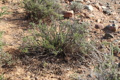 Phymaspermum parvifolium