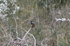 Phylidonyris novaehollandiae novaehollandiae