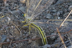 Myrmecaelurus major