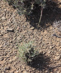 Stipagrostis ciliata capensis