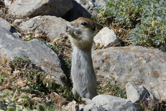 Spermophilus xanthoprymnus