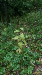 Campanula latifolia