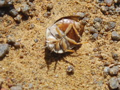 Sphaerocoris testudogrisea