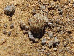 Sphaerocoris testudogrisea