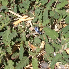Boerhavia xantii