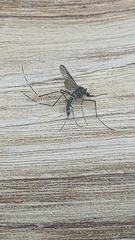 Aedes japonicus