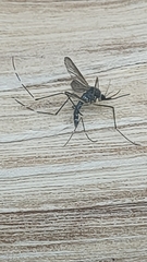 Aedes japonicus