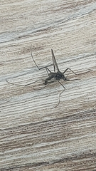 Aedes japonicus