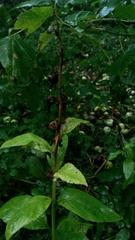Campanula latifolia