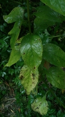 Campanula latifolia