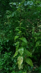 Campanula latifolia