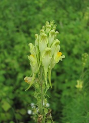 Linaria incompleta