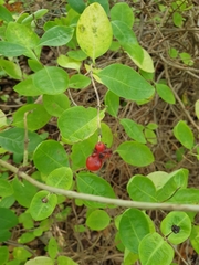Lonicera