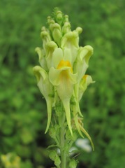 Linaria incompleta