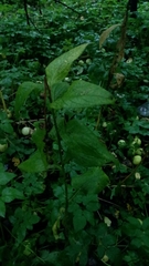 Campanula latifolia