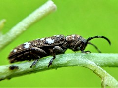 Apomecyna quadrisignata