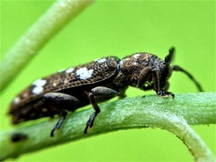 Apomecyna quadrisignata